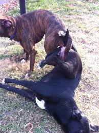 dog stuck 